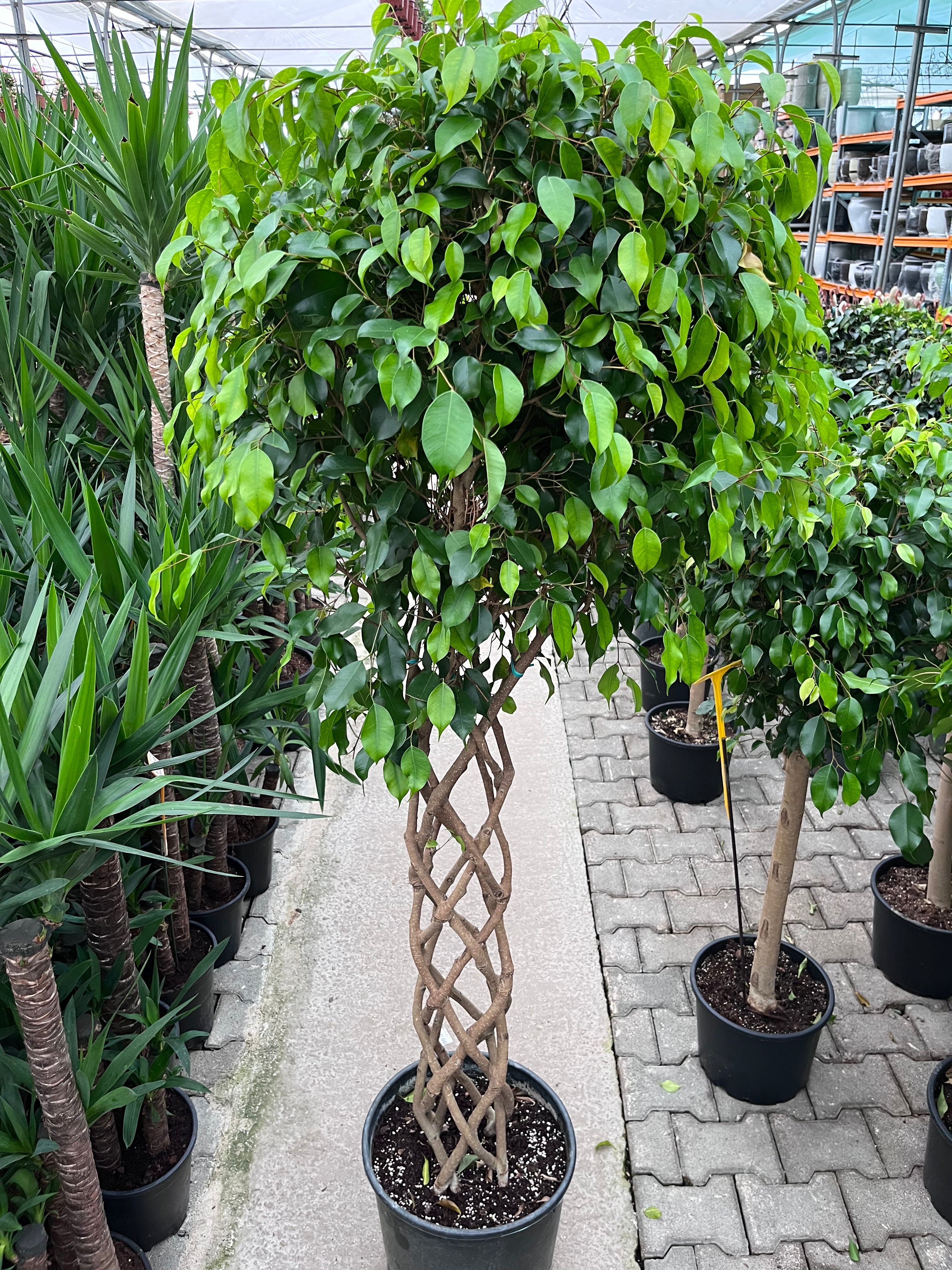 Ficus Benjamin Örgülü Gövde - Dev Boy XL 200 cm | Salon ve Ofis İçin İkonik Ağaç
