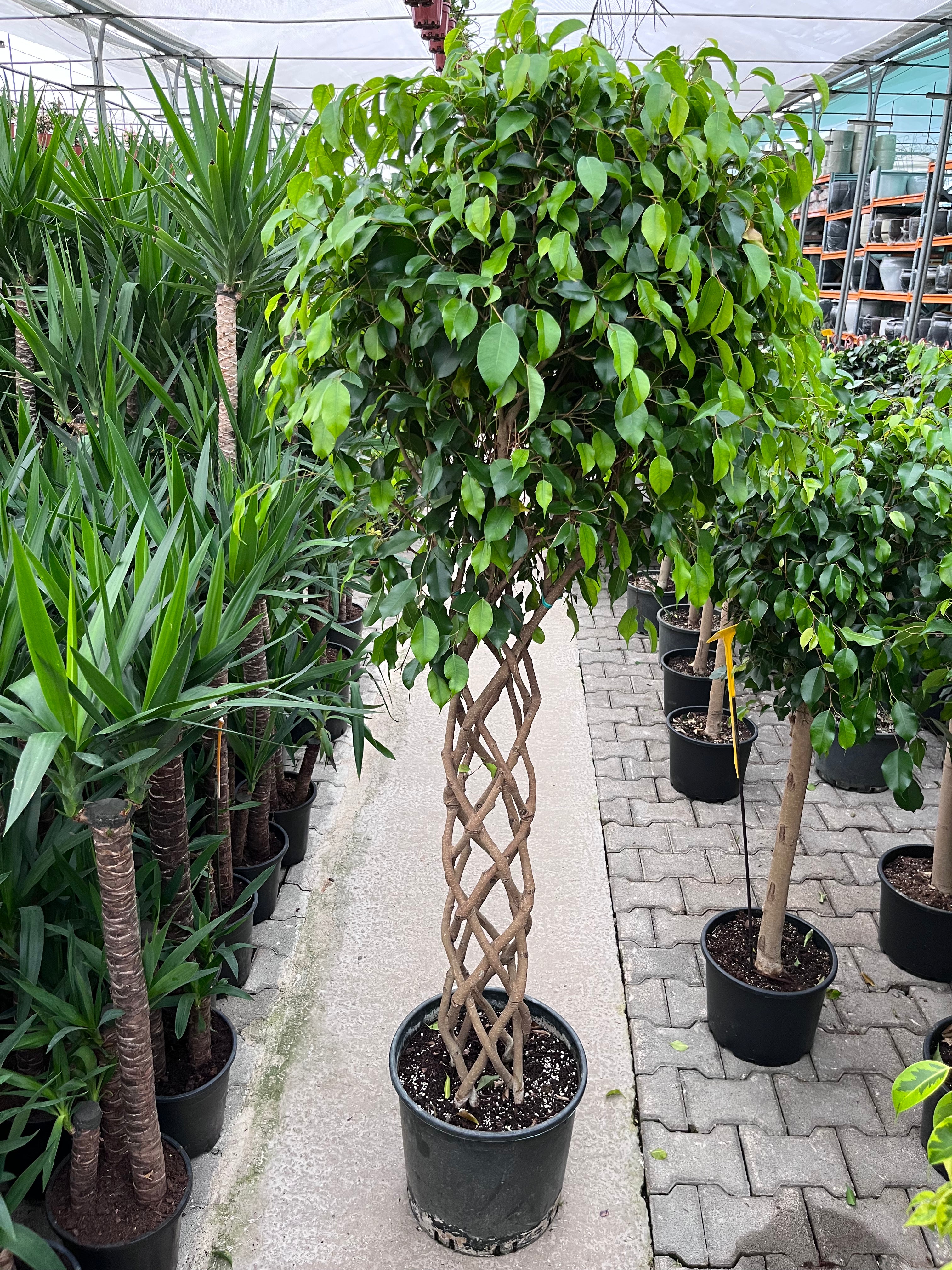 Ficus Benjamin Örgülü Gövde - Dev Boy XL 200 cm | Salon ve Ofis İçin İkonik Ağaç