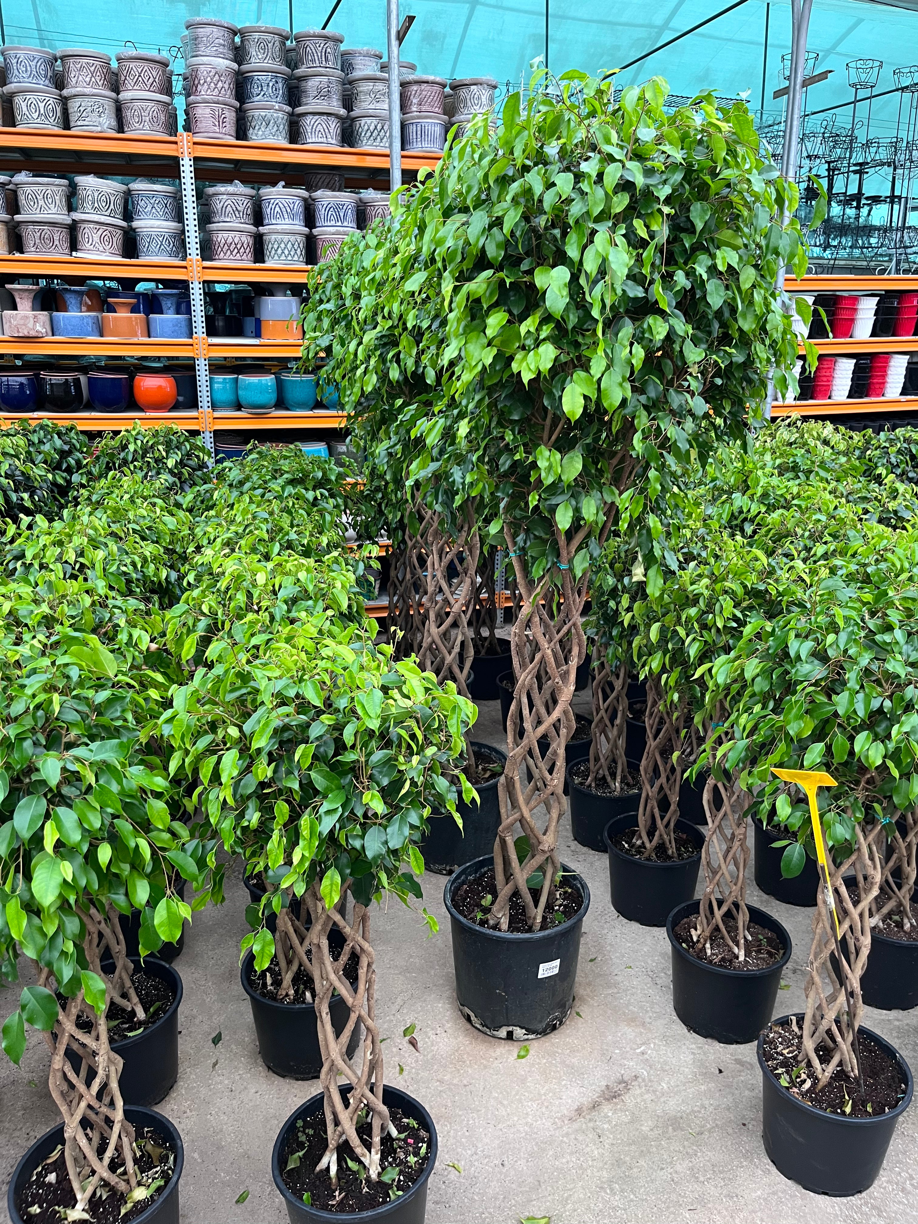 Ficus Benjamin Örgülü Gövde - Dev Boy XL 200 cm | Salon ve Ofis İçin İkonik Ağaç