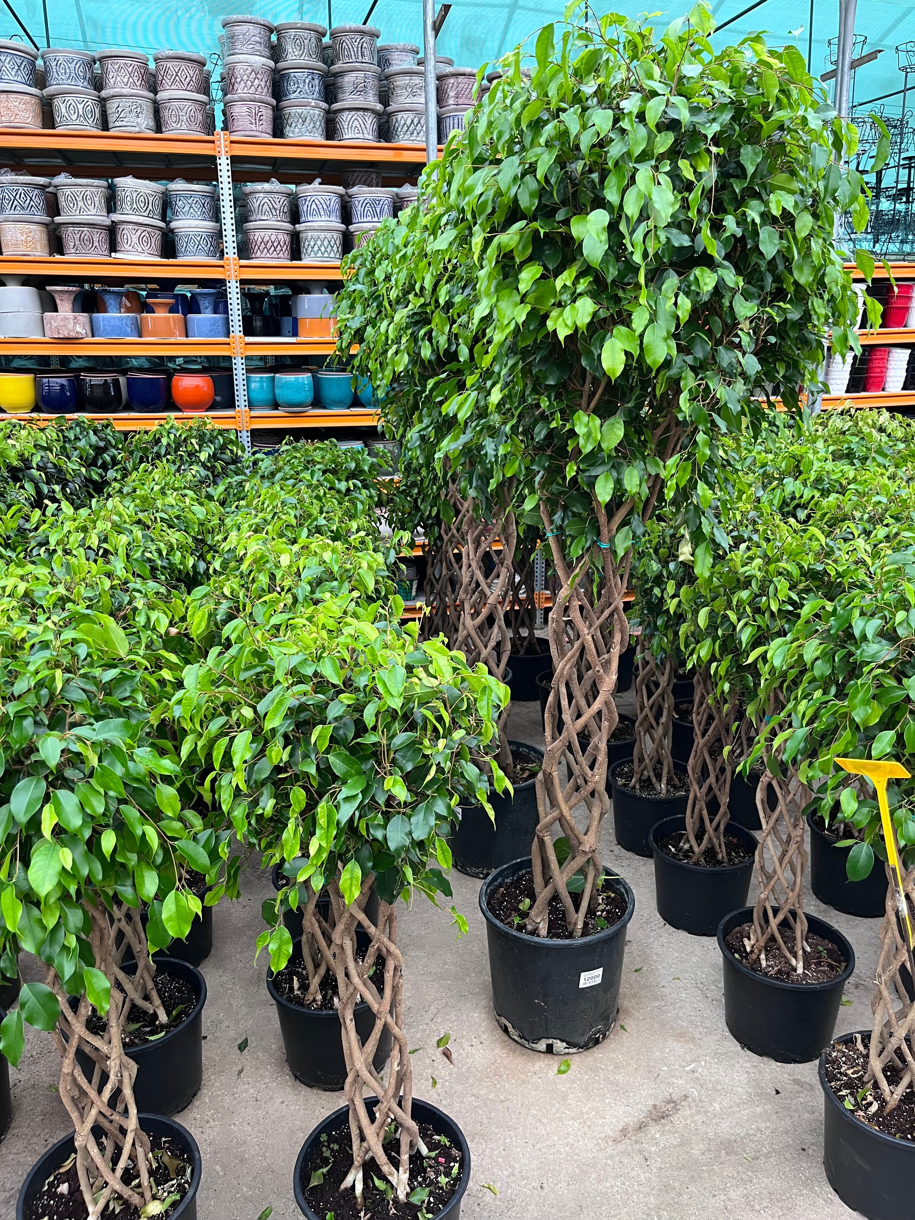 Ficus Benjamin Örgülü Gövde - Dev Boy XL 200 cm | Salon ve Ofis İçin İkonik Ağaç