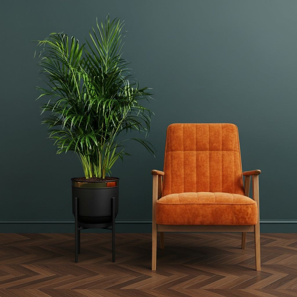 Areka Palmiyesi Areca Dypsis Lutescens 140-160cm