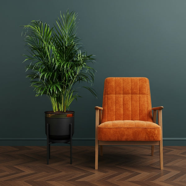 Areka Palmiyesi Areca Dypsis Lutescens 140-160cm