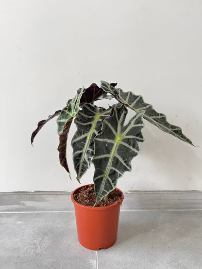Fil Kulağı Alocasia Polly