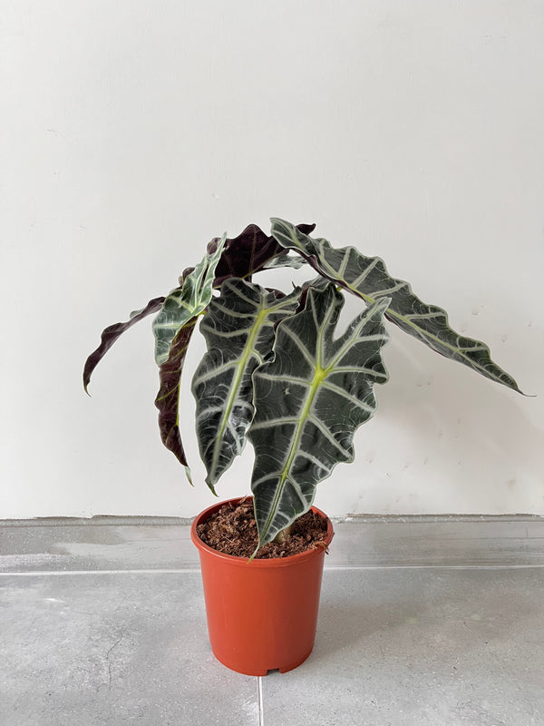 Fil Kulağı Alocasia Polly