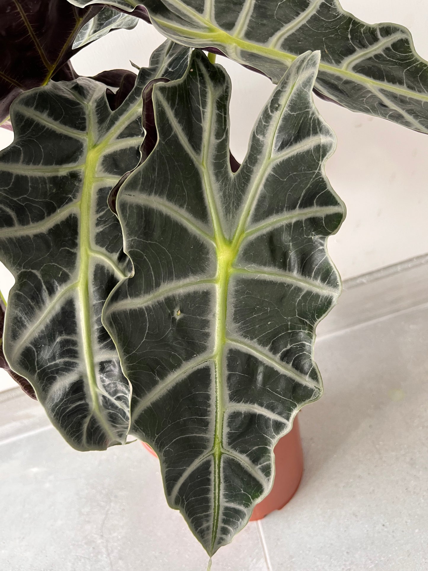 Fil Kulağı Alocasia Polly