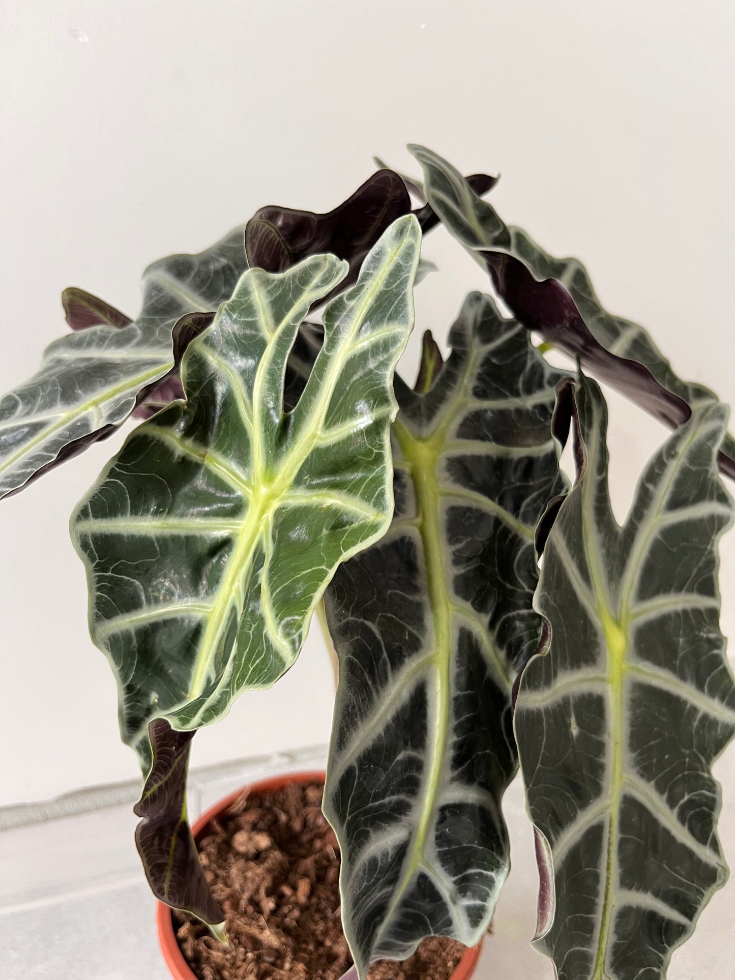 Fil Kulağı Alocasia Polly