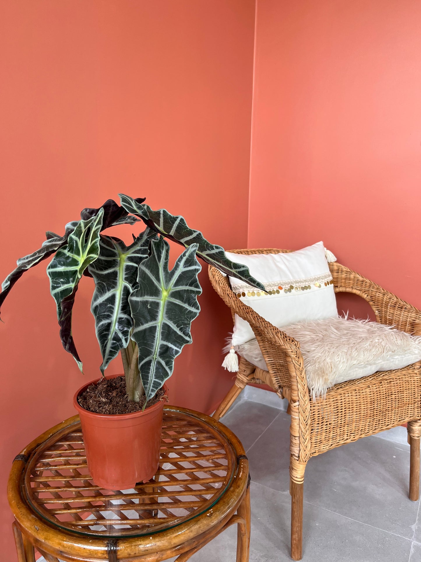 Fil Kulağı Alocasia Polly