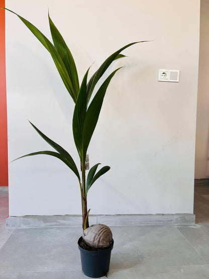 Hindistan Cevizi Palmiyesi XL Cocos Nucifera