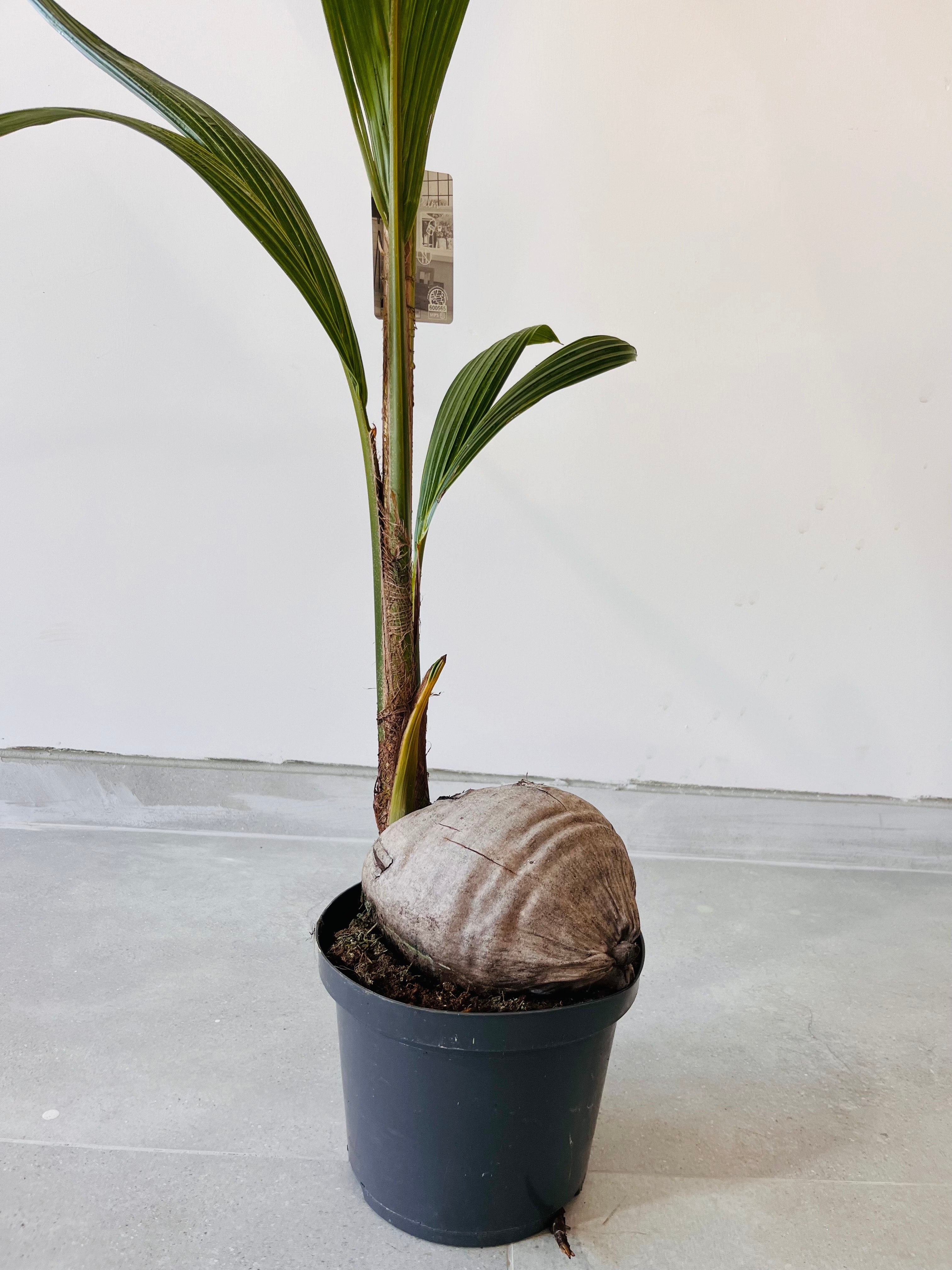 Hindistan Cevizi Palmiyesi XL Cocos Nucifera