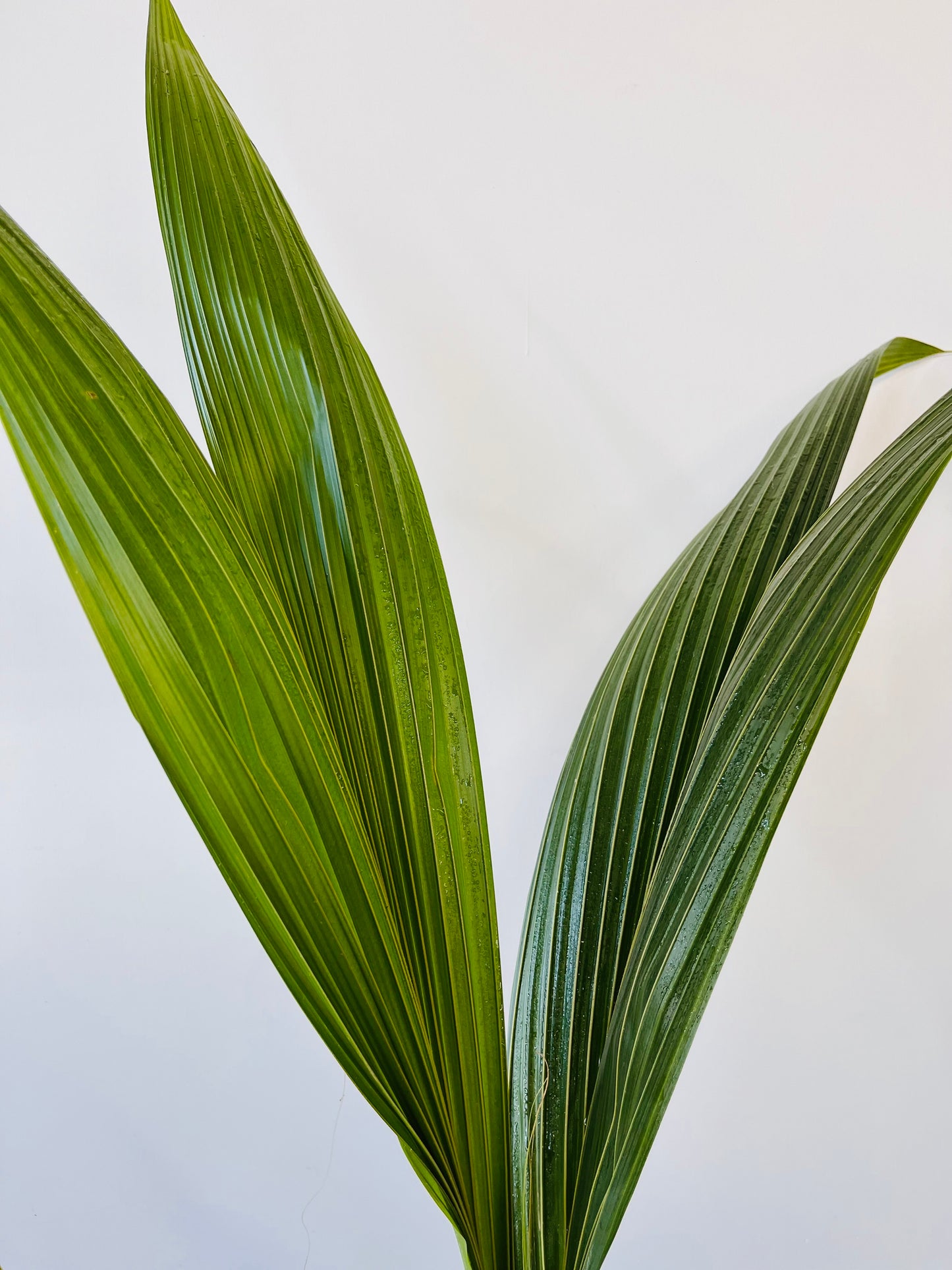 Hindistan Cevizi Palmiyesi XL Cocos Nucifera