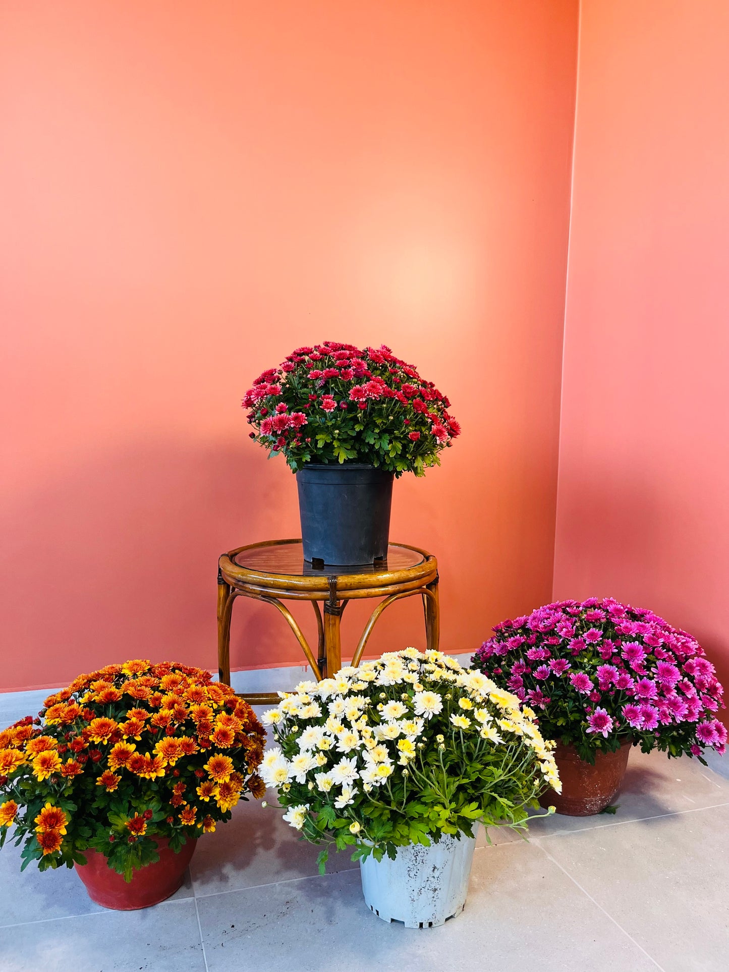 Kasımpatı XXL Chrysanthemum morifolium