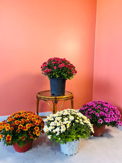 Kasımpatı XXL Chrysanthemum morifolium