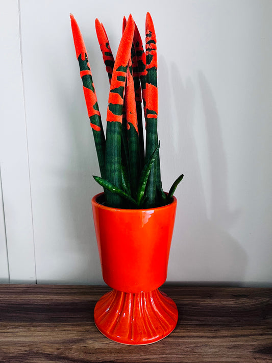 Sansevieria (Paşa Kılıcı Turuncu)