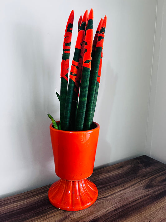 Sansevieria (Paşa Kılıcı Turuncu)