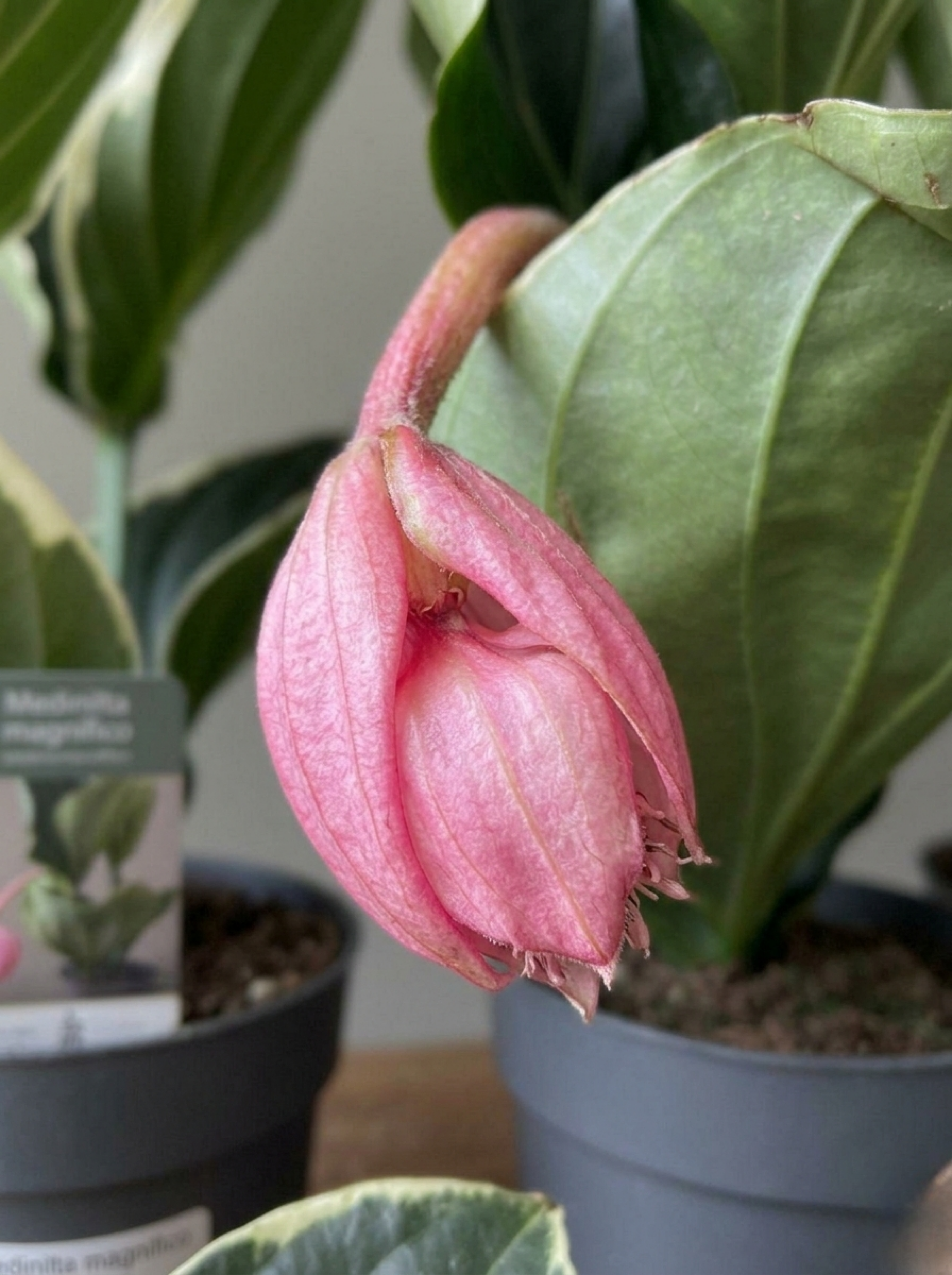 Medinilla Magnifica (Medinella)- Egzotik Pembe Çiçekli İç Mekan Bitkisi