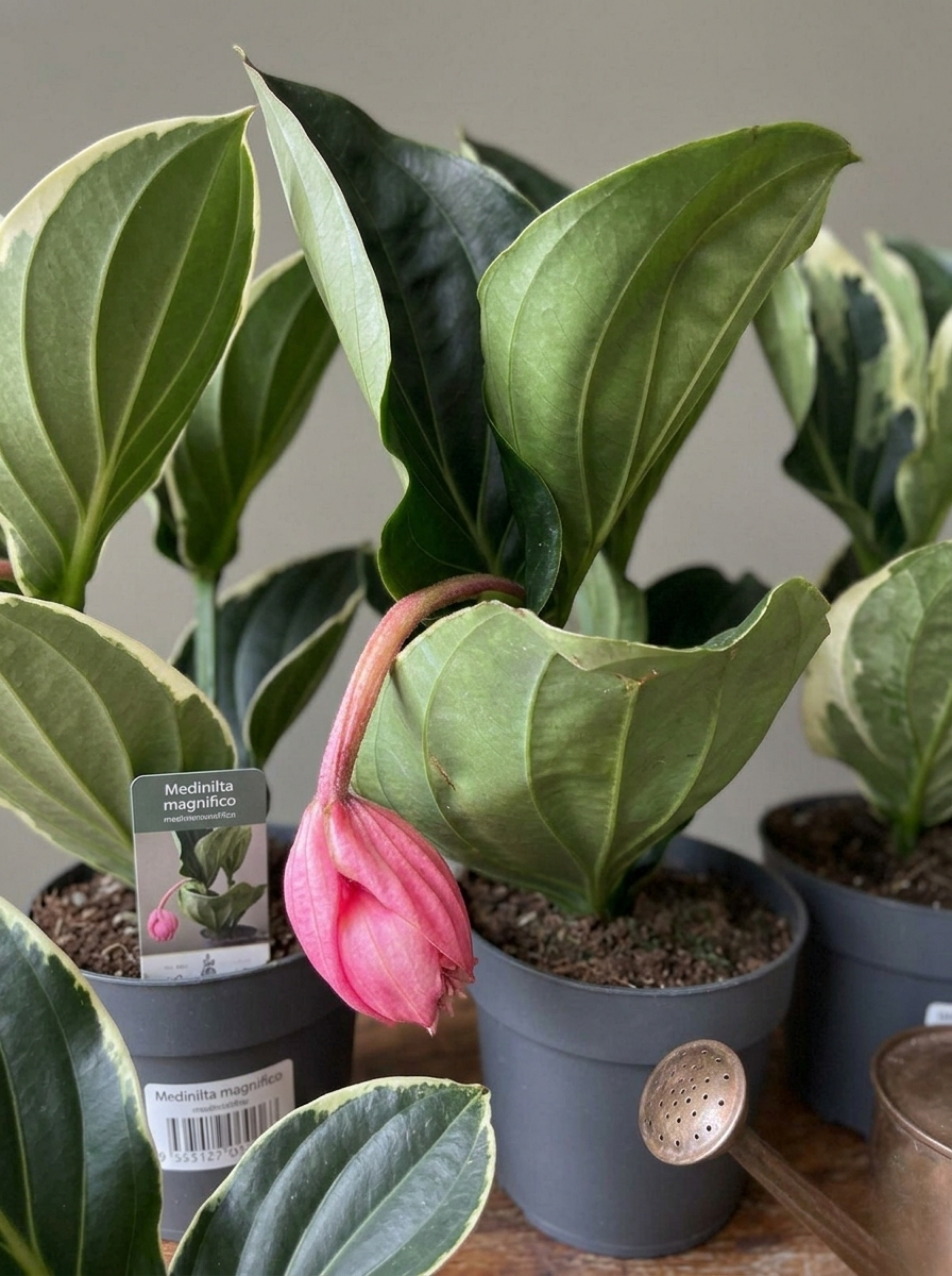Medinilla Magnifica (Medinella)- Egzotik Pembe Çiçekli İç Mekan Bitkisi