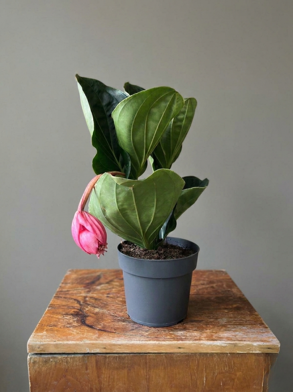 Medinilla Magnifica (Medinella)- Egzotik Pembe Çiçekli İç Mekan Bitkisi