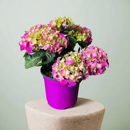 Pembe Ortanca Çiçeği Canlı Bitki | Hydrangea Macrophylla Saksılı Dekoratif Bahçe Balkon Bitkisi