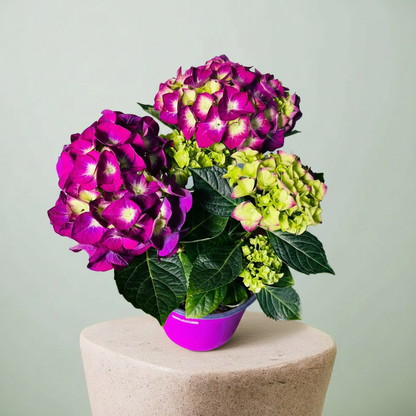 Kırmızı Ortanca Çiçeği Canlı Bitki | Hydrangea Macrophylla Saksılı Dekoratif Bahçe ve Balkon Bitkisi