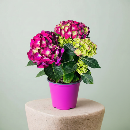 Kırmızı Ortanca Çiçeği Canlı Bitki | Hydrangea Macrophylla Saksılı Dekoratif Bahçe ve Balkon Bitkisi