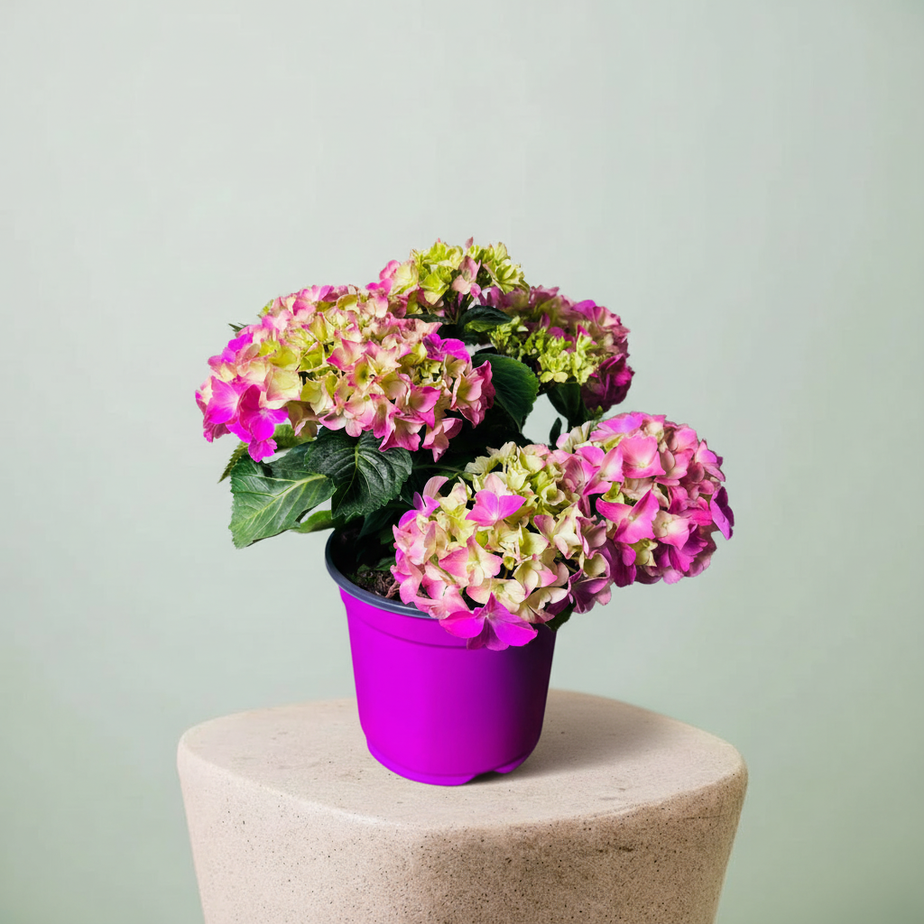 Kırmızı Ortanca Çiçeği Canlı Bitki | Hydrangea Macrophylla Saksılı Dekoratif Bahçe ve Balkon Bitkisi
