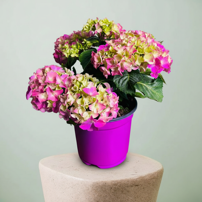 Pembe Ortanca Çiçeği Canlı Bitki | Hydrangea Macrophylla Saksılı Dekoratif Bahçe Balkon Bitkisi