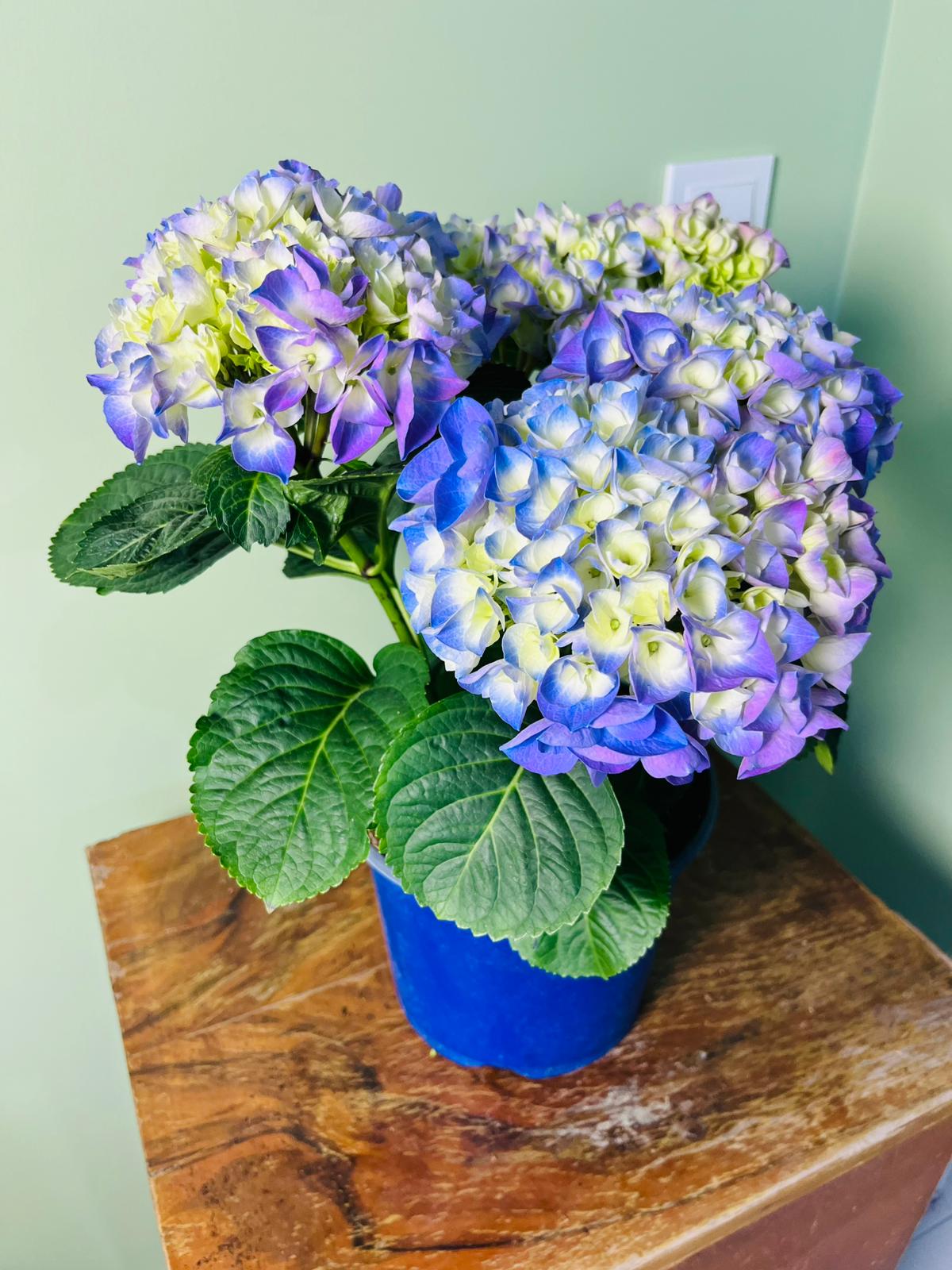 Hydrangea macrophylla Ortanca Canlı Bitki Mor Pembe Kırmızı Çiçekli | Dekoratif Bahçe ve Salon Bitkisi