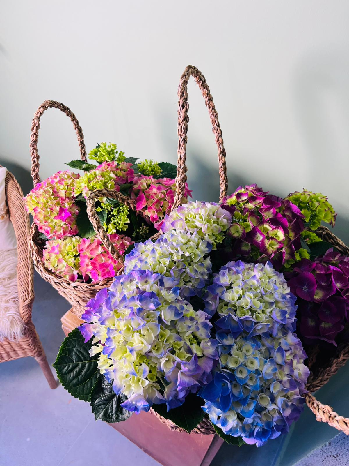 Hydrangea macrophylla Ortanca Canlı Bitki Mor Pembe Kırmızı Çiçekli | Dekoratif Bahçe ve Salon Bitkisi