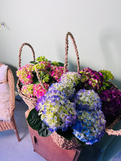 Hydrangea macrophylla Ortanca Canlı Bitki Mor Pembe Kırmızı Çiçekli | Dekoratif Bahçe ve Salon Bitkisi