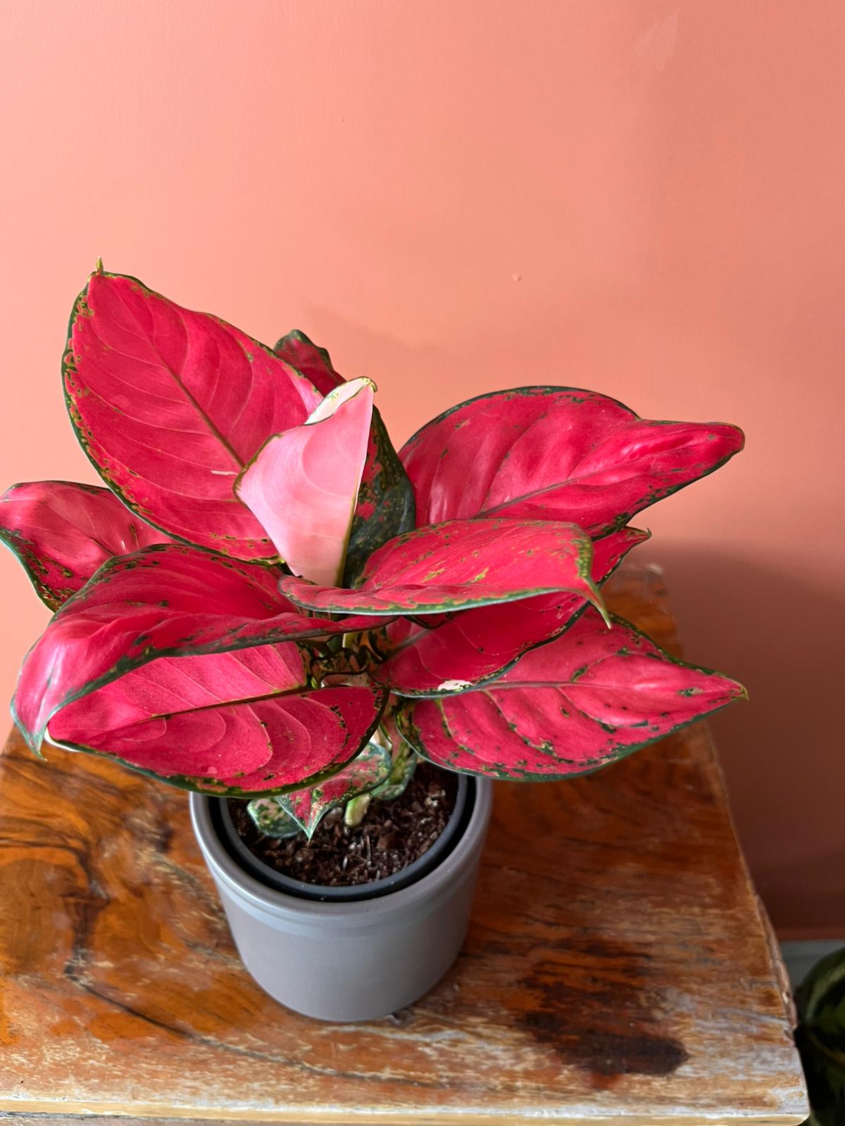 Pembe Aglaonema Pink Anyamanee  Özel Tür Çin Herdemyeşili Canlı Iç Mekan Salon Bitkisi