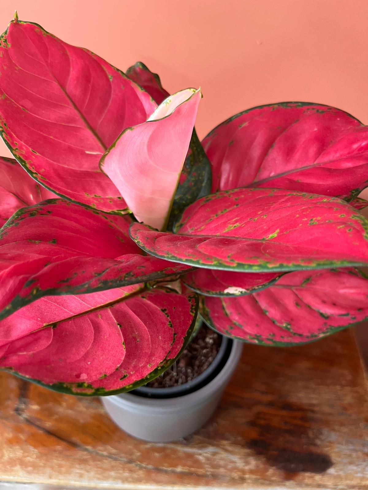 Pembe Aglaonema Pink Anyamanee  Özel Tür Çin Herdemyeşili Canlı Iç Mekan Salon Bitkisi