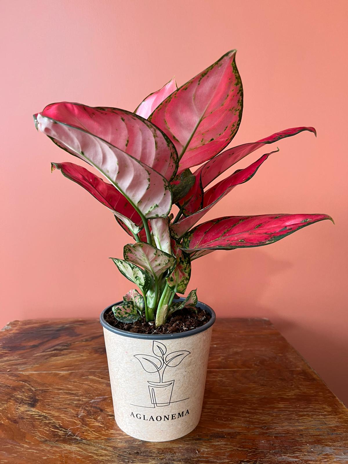 Pembe Aglaonema Pink Anyamanee  Özel Tür Çin Herdemyeşili Canlı Iç Mekan Salon Bitkisi