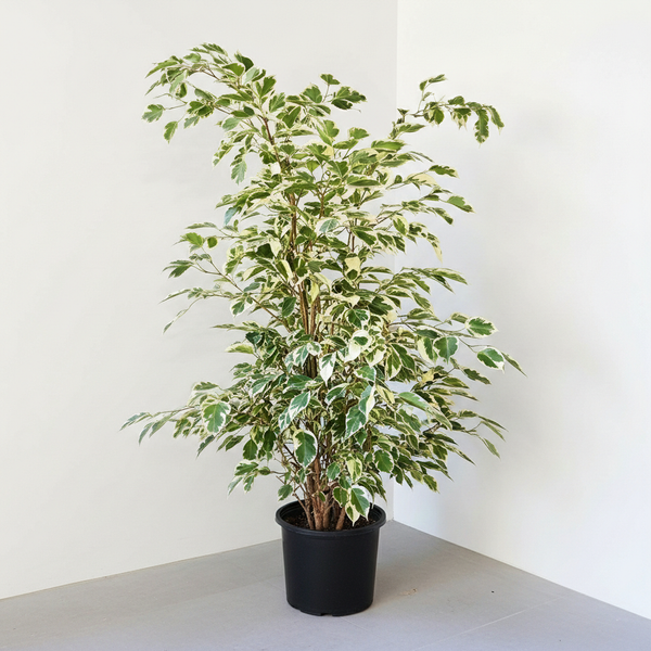 Ficus Benjamin Alacalı Yeşil-Beyaz Ficus Benjamin Golden King 100-110 cm
