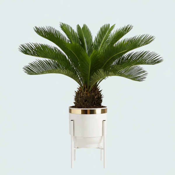 Cycas Revoluta (Sikas) – Japon Sago Palmiyesi | Dayanıklı Salon ve Ofis Bitkisi