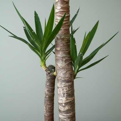 Yucca 2 Gövdeli 130 140 cm Yuka 2 Kollu