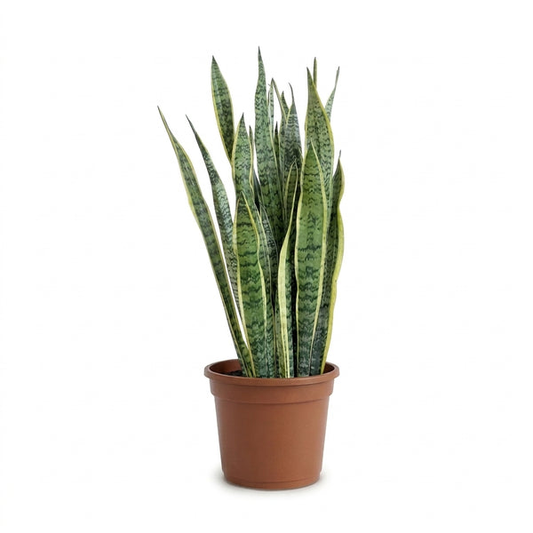 Kılıç Çiçeği Sarı-Yeşil 80-90 cm XXL (Sansevieria Trifasciata | Peygamber Kılıcı | Paşa Kılıcı)