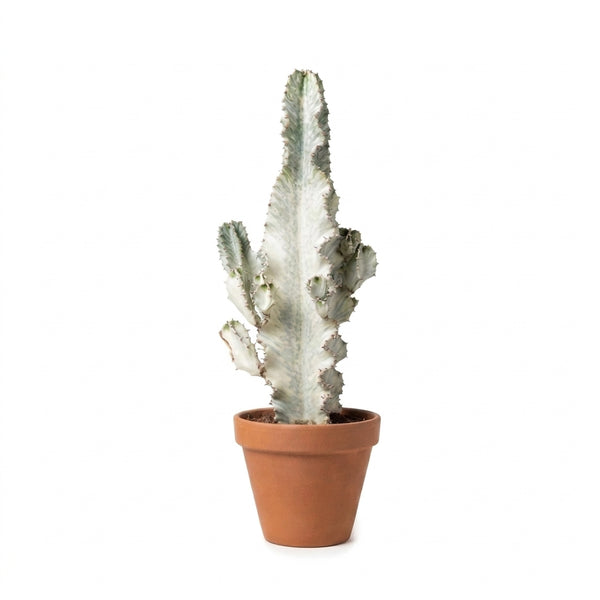 Euphorbia Lactea White Ghost - Özel İthal Koleksiyon Bitkisi