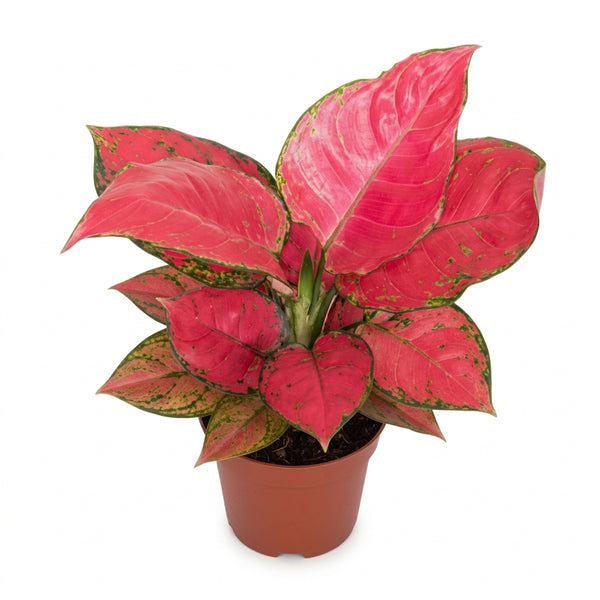 Pembe Aglaonema Pink Anyamanee  Özel Tür Çin Herdemyeşili Canlı Iç Mekan Salon Bitkisi