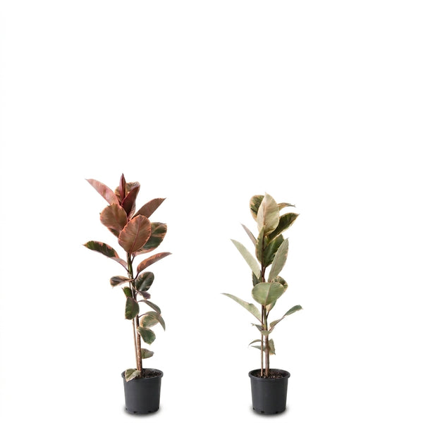 Kauçuk Çiçeği (Ficus Elastica Robusta) – 1 Alana 1 Bedava