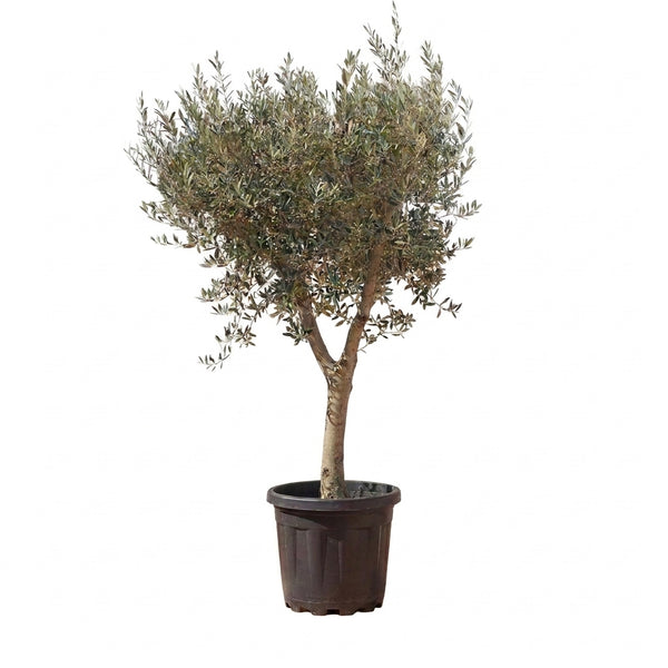 Zeytin Ağacı Bonsai Form 12-15 Yaş | Budanmış Dekoratif Saksı Ağacı