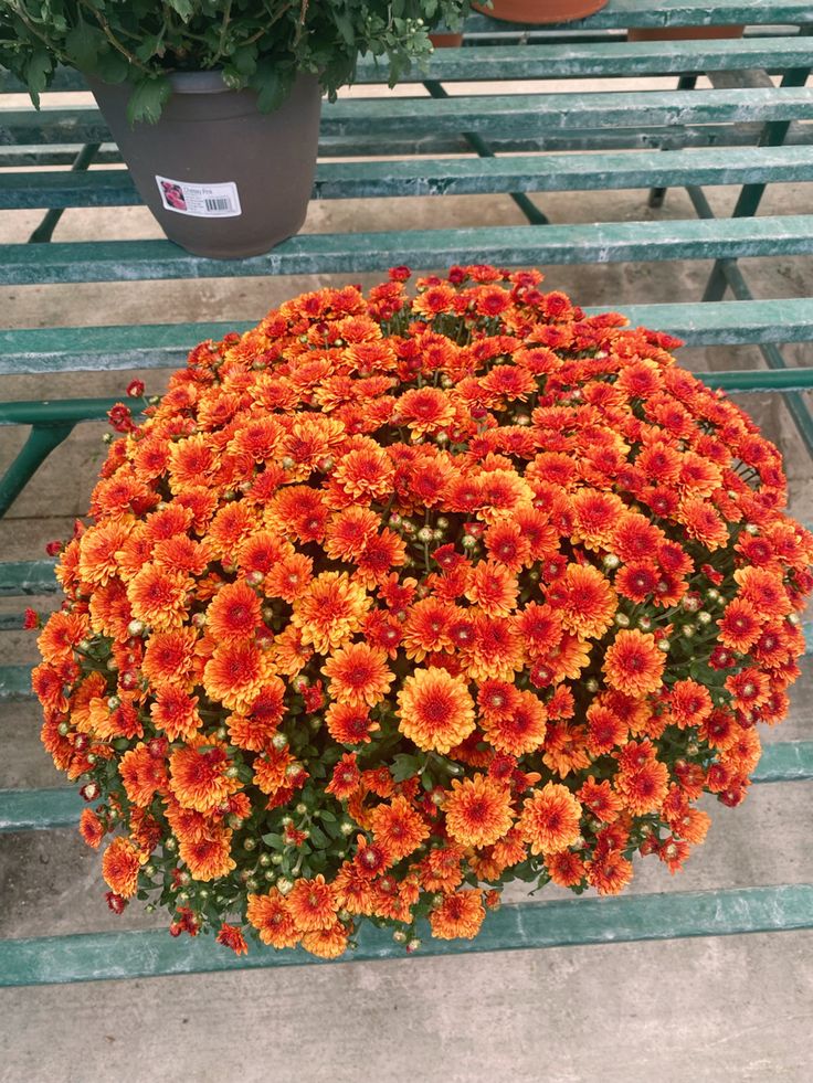 Kasımpatı XXL Chrysanthemum morifolium