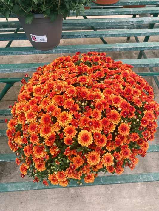 XXL Kasımpatı (Chrysanthemum morifolium)