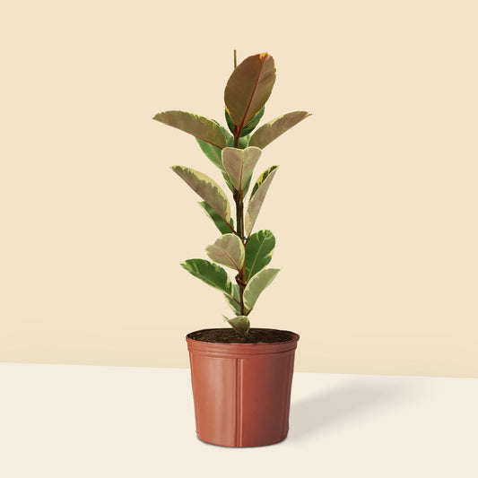 Alacali Kauçuk (Ficus Elastica Tineke) 80 100 cm