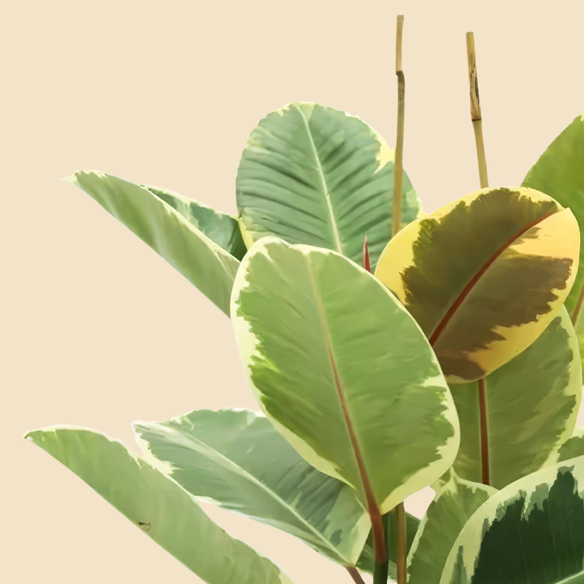 Alacalı Kauçuk iki gövdeli (Ficus Elastica Tineke) 100-120 cm