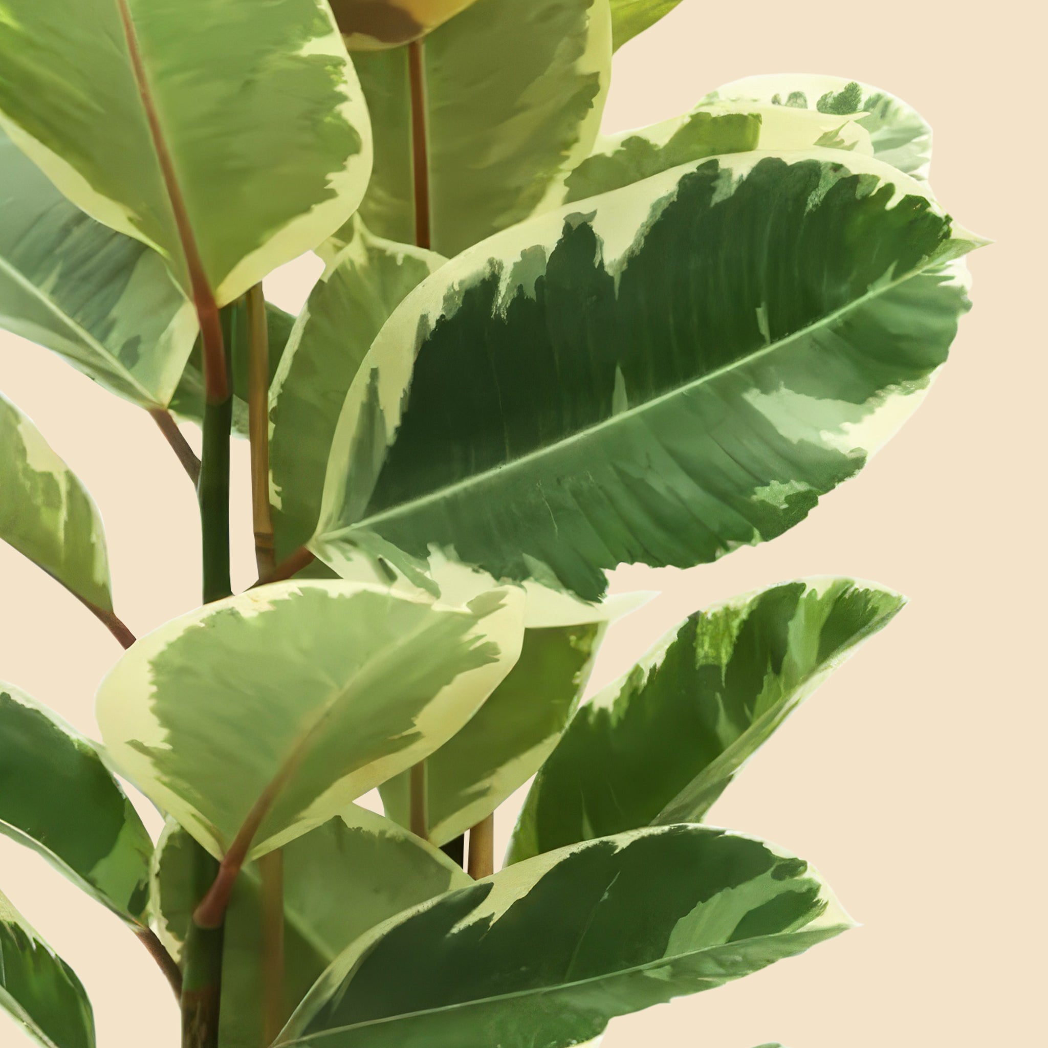 Alacalı Kauçuk iki gövdeli (Ficus Elastica Tineke) 100-120 cm