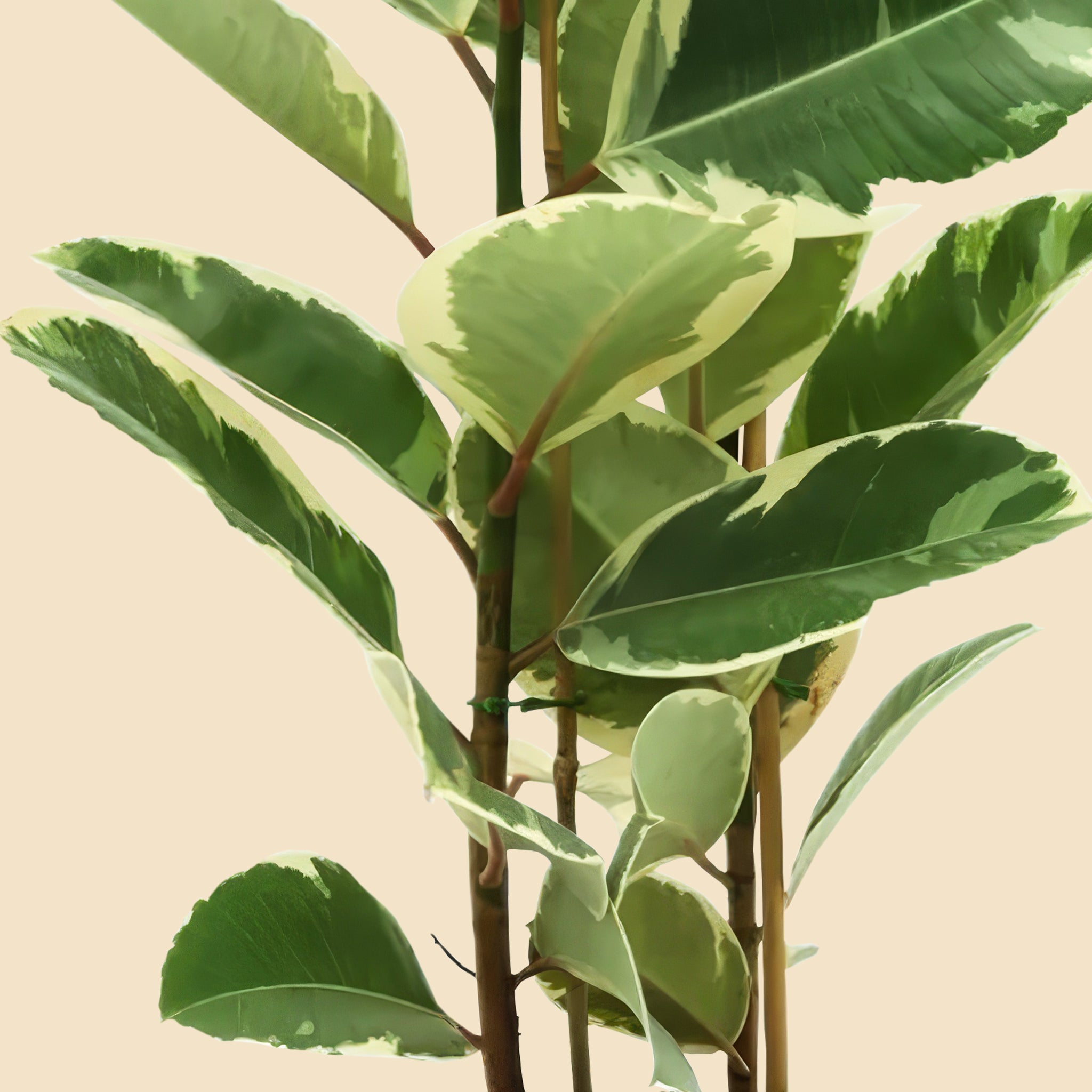 Alacalı Kauçuk iki gövdeli (Ficus Elastica Tineke) 100-120 cm