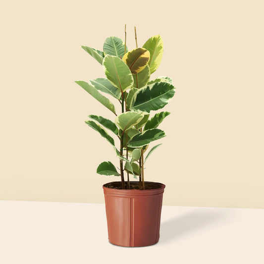 Alacalı Kauçuk iki gövdeli (Ficus Elastica Tineke) 100 120