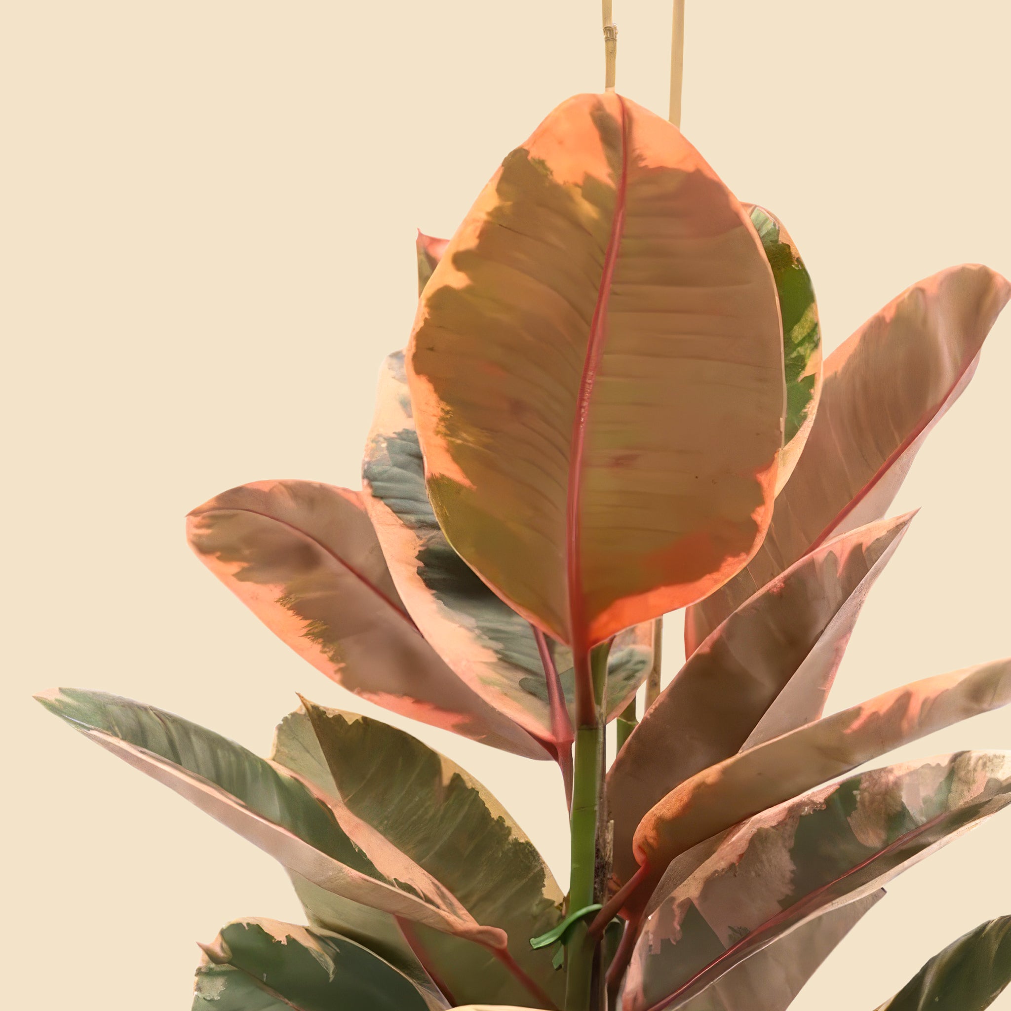 Alacalı Kauçuk iki gövdeli pembe (Ficus Elastica Belize)