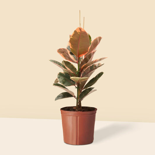 Alacalı Kauçuk iki gövdeli pembe (Ficus Elastica Belize) 100 120 cm