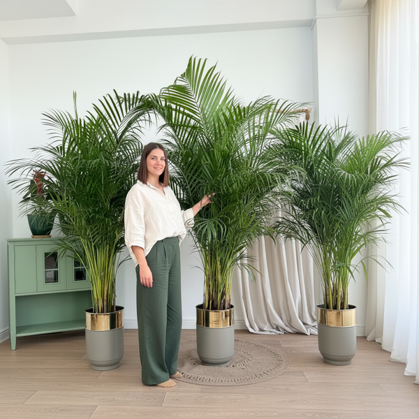 Areka Palmiyesi XXL 190-200 cm (Dypsis Lutescens) Salon ve Ofis Bitkisi